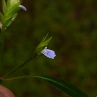 Rungia pectinata (L.) Nees